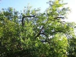 Trees At Riverside Park Victoria Texas Riverside Park Riverside Plants