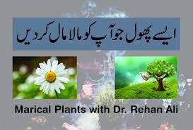 Plants Of Myth How To Earn Money Chamomile Flowers Hindi Urdu Dr Rehan Ali Chamomile Plant Chamomile Flowers Plants