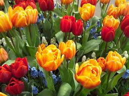 Tulip after care with garden answer. Tulips How To Plant Grow And Care For Tulips Hgtv