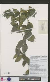 Image result for Chaetocarpus