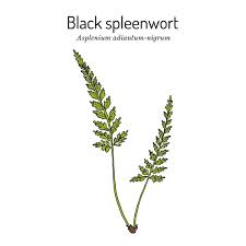 Image result for Asplenium adiantum-nigrum