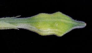 Image result for Asystasia malawiana