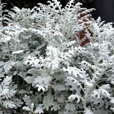 Image result for Senecio mariettae
