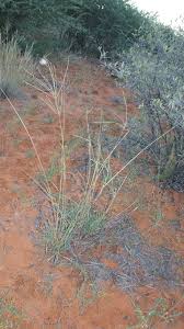 Image result for Digitaria seriata