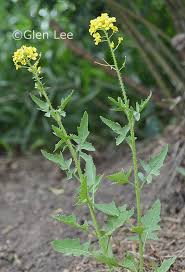 Image result for Sisymbrium burchellii