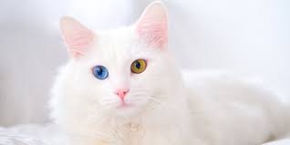 Kutu kucing merupakan hewan parasit yang tinggal pada bulu kucing dan menghisap darah. Harga Kucing Anggora Kecil Dan Dewasa Berikut Cara Merawatnya Merdeka Com