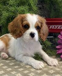 Ginger Cavalier King Charles Spaniel Puppy 648771 Puppyspot Cavalier King Charles Spaniel King Charles Cavalier Spaniel Puppy Cavalier King Charles