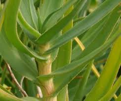 Image result for Aloiampelos tenuior