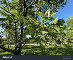 Image result for Fraxinus velutina