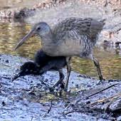 Brushy thickets, swamps, bottomland woods, shrubby wooded residential areas, overgrown farmlands, and brushy suburban yards. Scdnr Wild Birds