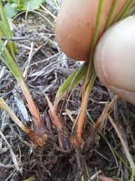 Image result for Abildgaardia ovata