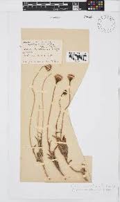 Image result for Emilia transvaalensis