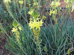 Belle plante succulente aux feuilles fines vertes. Bulbine