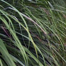 Image result for Cymbopogon nardus