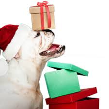 When you are moving to a new place you don't need the stress of making sure your pets get there safely. Carry My Pet Pet Relocation Services In India