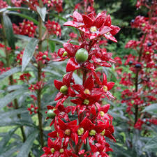 Sri lanka garden flowers names. Flowers Of Sri Lanka On Twitter Clerodendrum Indicum Lamiaceae In The Rain Tall Erect Herb From South Se Asia Naturalised In Sri Lanka Treatment For Coughs Ayurveda Https T Co Lssawegcha