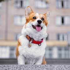 Maybe you would like to learn more about one of these? Welcome To American Pet Hospital Gp Veterinarians