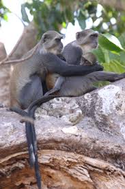 Family Time For The Sykes Monkeys In Our Back Garden Animals Beautiful Primates Wild Kingdom