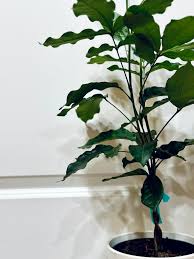 Image result for Trichilia emetica