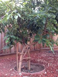 A fast grower, this tree will be quick to provide shade while also producing abundant fruit. Crooked Avocado Trees