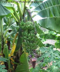 Removing leaves that rub against the banana bunch helps with fruit production. Growing Bananas How To Grow Banana Plants And Keep Them Happy