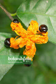 Image result for Turraea