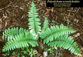 Image result for Polystichum