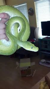 It has a light white or cream coloration on the belly. How Deadly Is A Bite From A Green Tree Python Quora