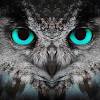 18 x 18 owl needlepoint pillow. Https Encrypted Tbn0 Gstatic Com Images Q Tbn And9gcqdksxmqz9xe3vmbrqltgo Vw1g27dshem8jn1dor5v7ps33qab Usqp Cau