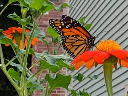 Image result for Tithonia