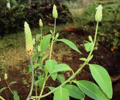 Image result for Sphenocleaceae