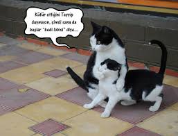 Eglenceli Kediler Funny Pussy Cats Panosundaki Pin
