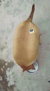 Kiwi Or Dog Funny Cat Pictures Funny Animal Memes Funny Cats