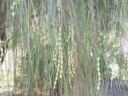 Plant database entry for shoestring acacia (acacia stenophylla) with 7 images and 30 data details. Shoestring Acacia