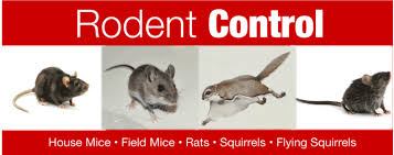Pest control rat traps are good for outdoor and indoor use. Meerkat Pest Control Rodent Control Rat Mouse Exterminator