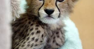 Wild kratts coloring page, cheetah cubs #26077092. Cute Baby Cheetah Cubs Jos Gandos Coloring Pages For Animals At Repinned Net