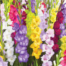 Image result for Gladiolus hollandii