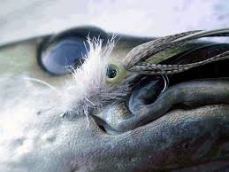 The humboldt squid lives at depths of 200 to 700 m (660 to 2,300 ft) in the eastern pacific (chile, peru), ranging from tierra del fuego north to california. Tintenfisch Als Fliege Fur Das Fliegenfischen So Wird Sie Gebunden