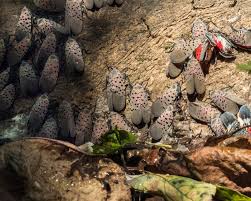 Image result for Scleria delicatula