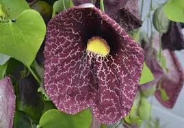 Maybe you would like to learn more about one of these? Vines