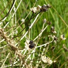 Image result for Schizocarphus