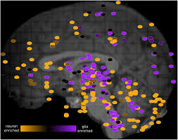 Proteine atlas rat / proteine atlas rat protein atlas for normal tissues—the publicly. Frontiers Neuron Enriched Gene Expression Patterns Are Regionally Anti Correlated With Oligodendrocyte Enriched Patterns In The Adult Mouse And Human Brain Neuroscience