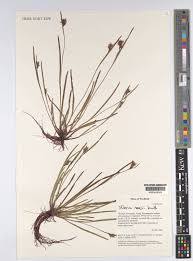 Image result for Scleria