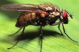 How Do Flies Breathe Howstuffworks