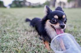 On a chocolate chihuahua, even the nose is chocolate brown. Black Chihuahua Dog Guide Everything You Need To Know