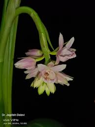 Image result for Eulophia sp. nov.