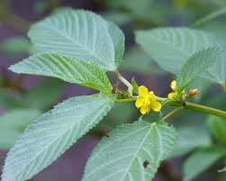 Image result for Corchorus argillicola