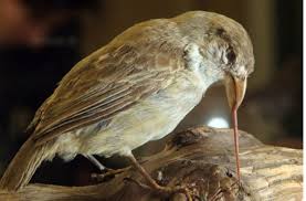 Ein genvergleich zeigt, dass sich die vögel kreuz und quer. Biologie Hilfe Fur Darwinfinken Wissen Stuttgarter Zeitung