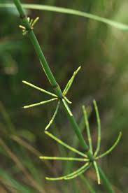 Image result for Equisetum ramosissimum