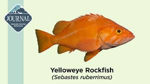 Image result for Sebaea junodii